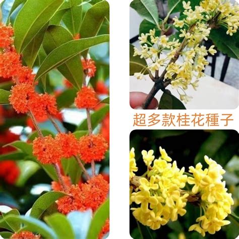 桂花樹種類|桂花的種類